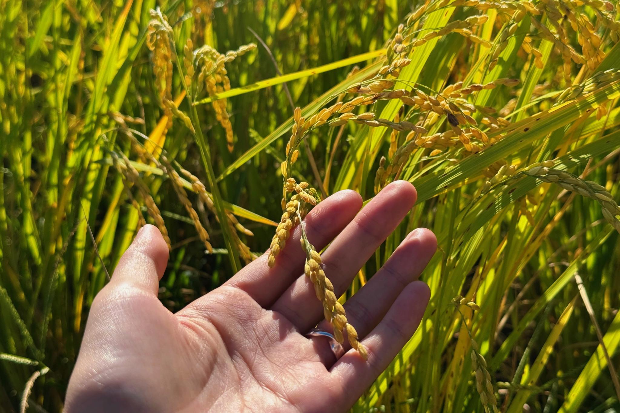 錯峰旅行・輕旅專案｜在池上過冬